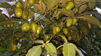 Brown Egg - Pepper Seeds - White Hot Peppers